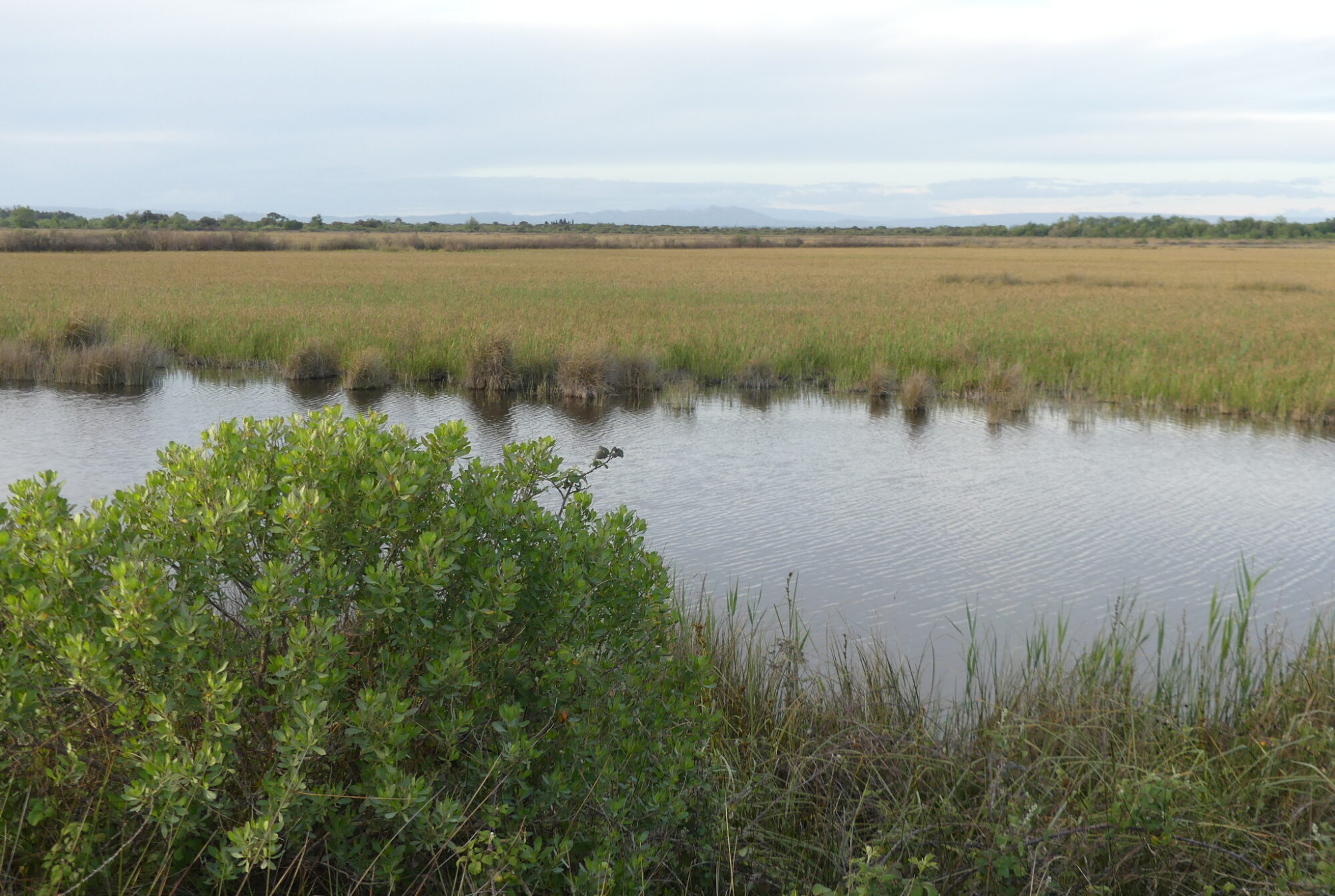 Baccharis sur une cladiaie © RNN Marais du Vigueirat