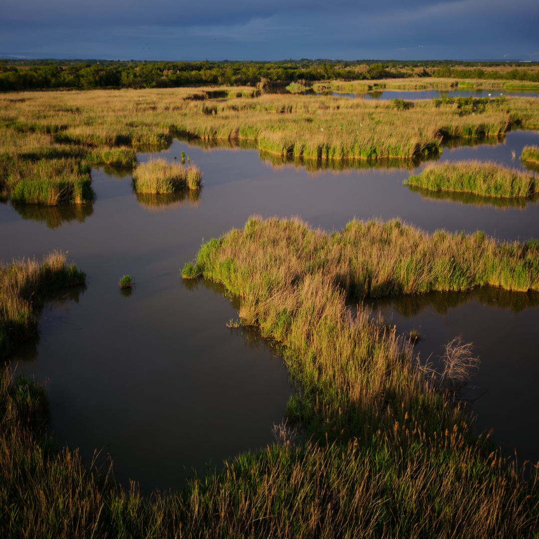 Roselière du Marais du Vigueirat - vue aérienne