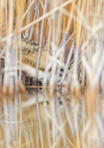 Butor étoilé en train de se nourrir