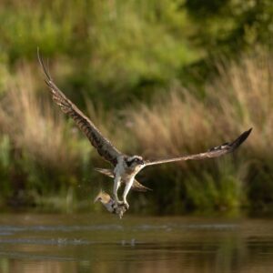 Balbuzard pêcheur