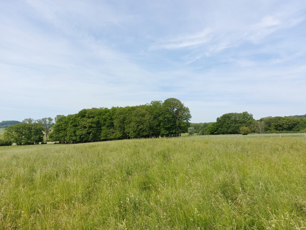 PGG_PROVENCHERES_52_BOVINS_PATURE_©LPOCA