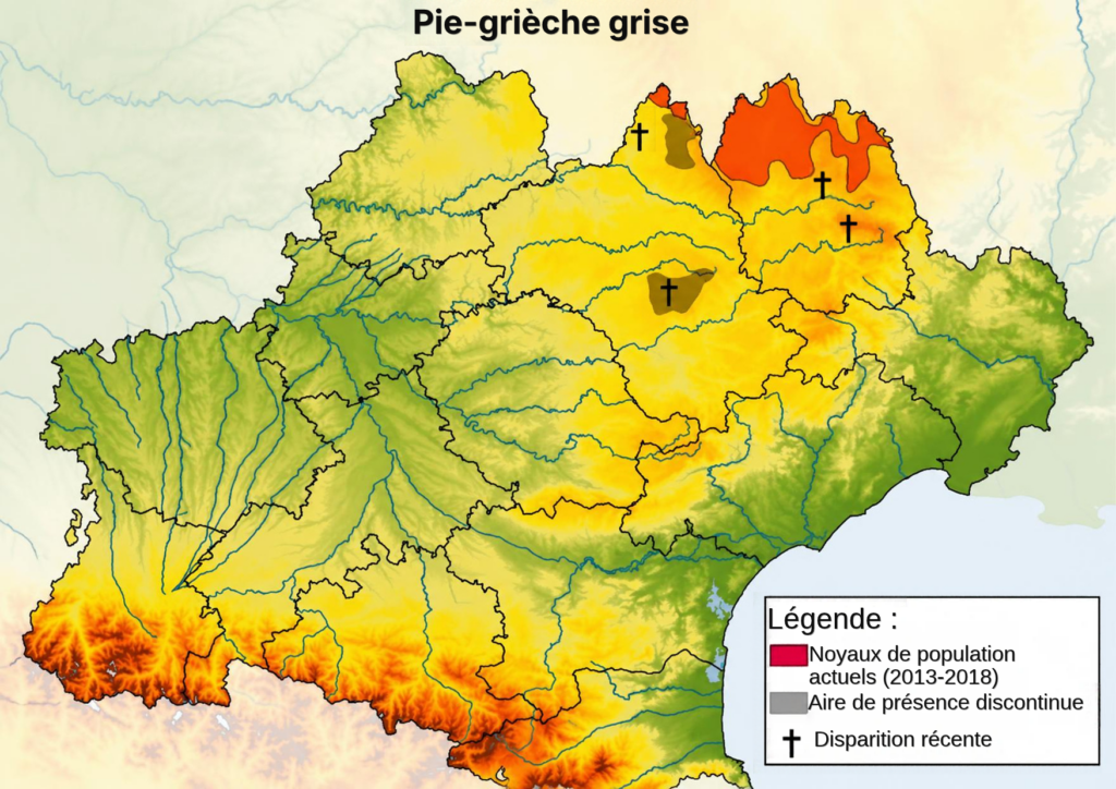 Pie-grièche à poitrine rose (1)
