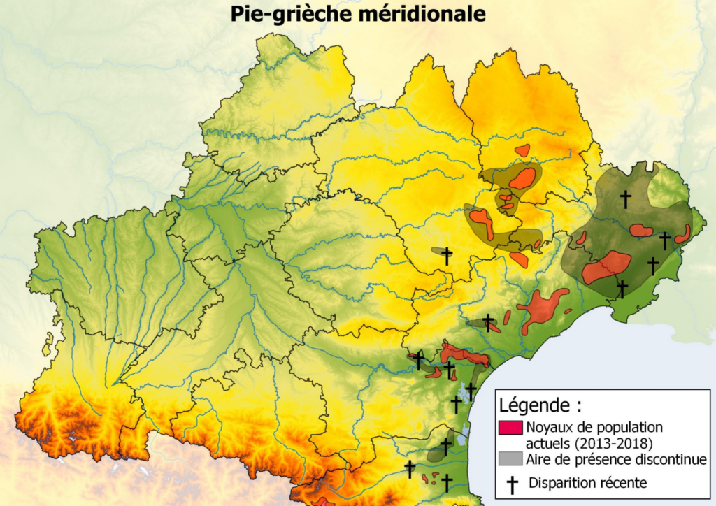 Pie-griècheméridionale