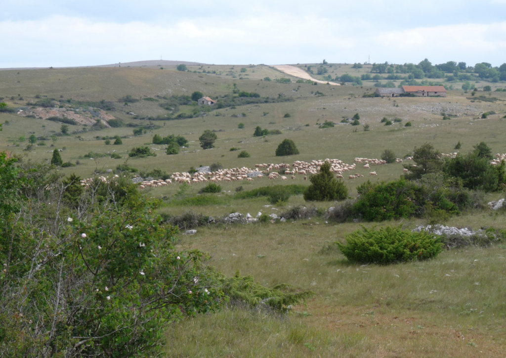 habitat causse
